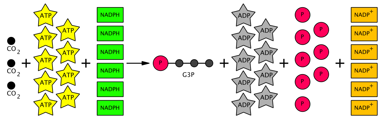 Calvin cycle overall