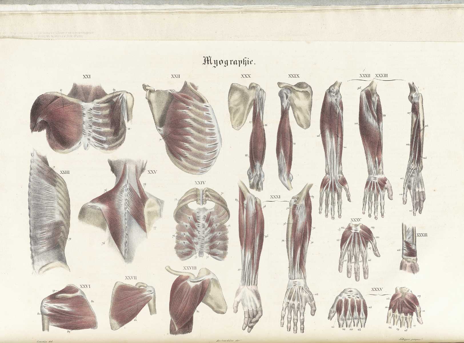 Plate 5 of Jean-Baptiste Sarlandière's Anatomie méthodique, ou Organographie humaine en tableaux synoptiques, avec figures, featuring the myographie or muscles of the upper body.