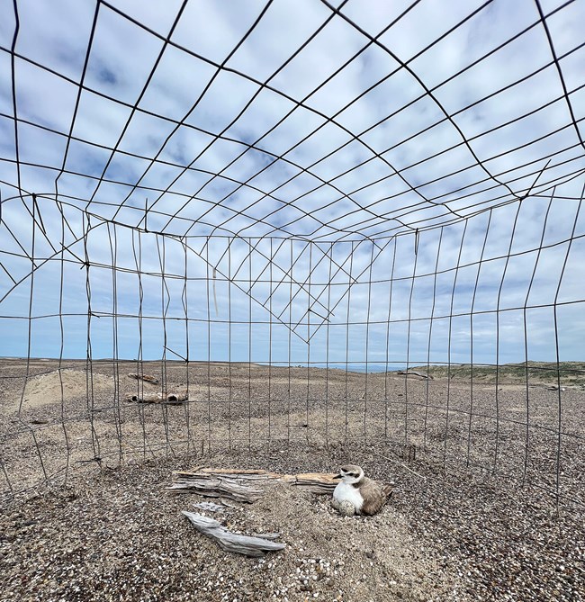 A female snowy plover sits on three eggs in a sand hollow inside a wire fence.