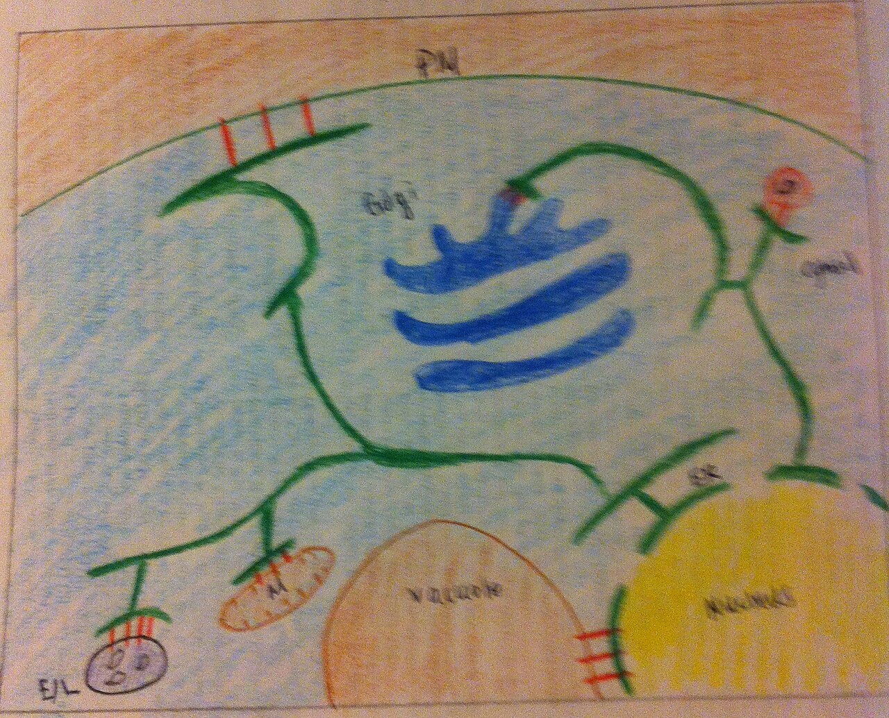 Schematic Diagram of the MSCs in a Eukaryotic Cell