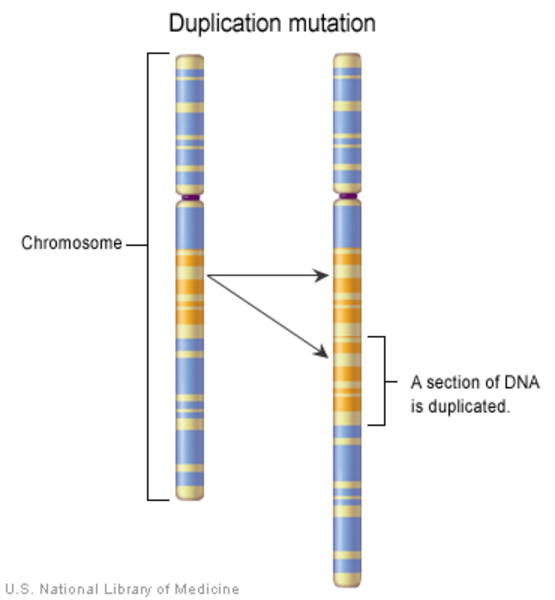 A section of DNA from a chromosome is duplicated.
