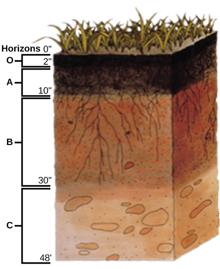 Illustration shows a cross-section of soil layers, or horizons. The top layer, from zero to two inches, is the O horizon. The O horizon is a rich, deep brown color. From two to ten inches is the A horizon. This layer is slightly lighter in color than the O horizon, and extensive root systems are visible. From ten to thirty inches is the B horizon. The B horizon is reddish brown. Longer roots extend to the bottom of this layer. The C horizon extends from 30 to 48 inches. This layer is rocky and devoid of roots.