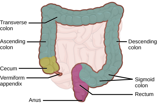 Illustration shows the structure of the large intestine, which begins with the ascending colon. Below the ascending colon is the cecum. The vermiform appendix is a small projection at the bottom of the cecum. The ascending colon travels up the right side of the body, then turns into the transverse colon. On the left side of the body the large intestine turns again, into the descending colon. At the bottom, the descending colon curves up; this part of the intestine is called the sigmoid colon. The sigmoid colon empties into the rectum. The rectum travels straight down, to the anus.