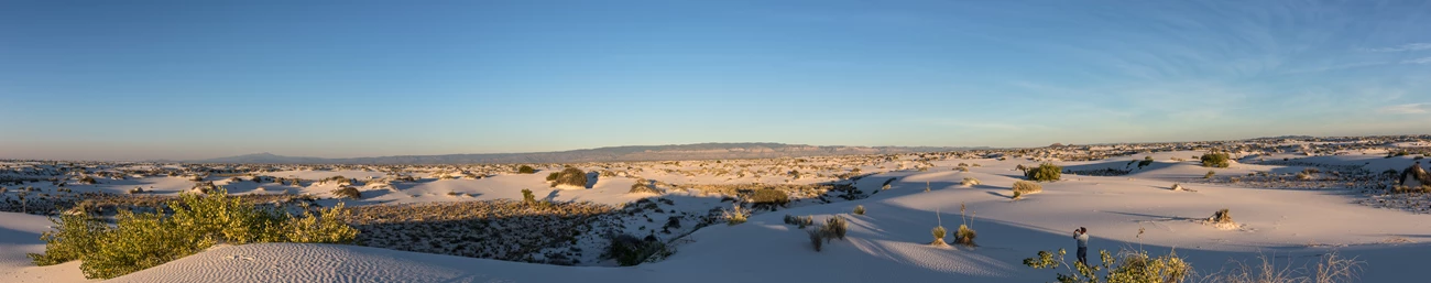 A panorama of the dune field, scattered plants casting long shadows over rippled sand