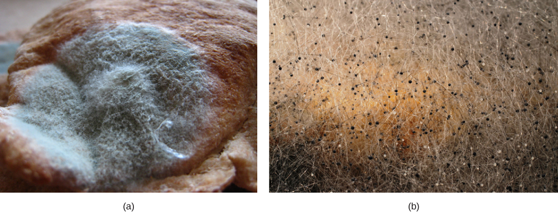 The photo shows a thick layer of green mold growing on bread. Fuzzy white projections grow from the mold.