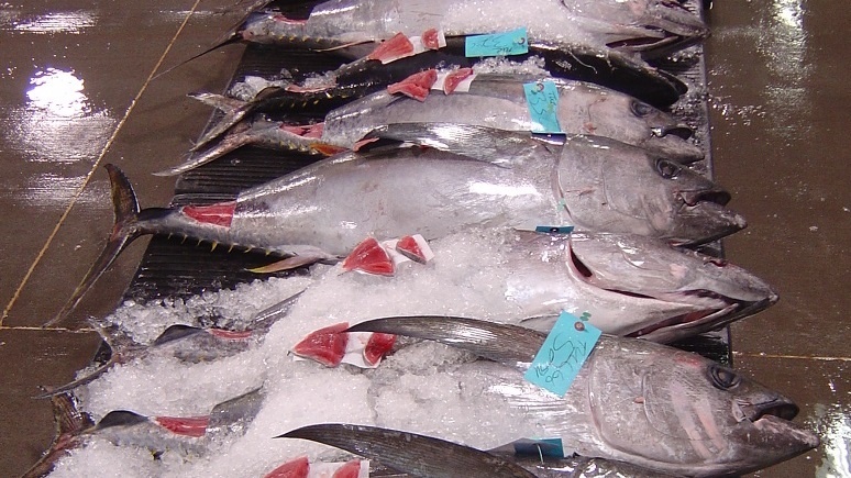 Bigeye tuna lined up at the Honolulu fish auction