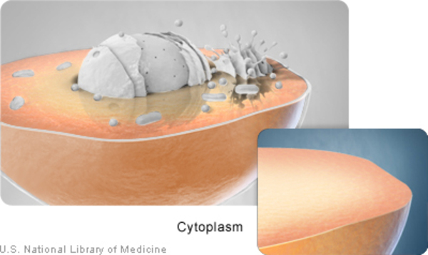 The cytoplasm is fluid within cells that surrounds the nucleus.