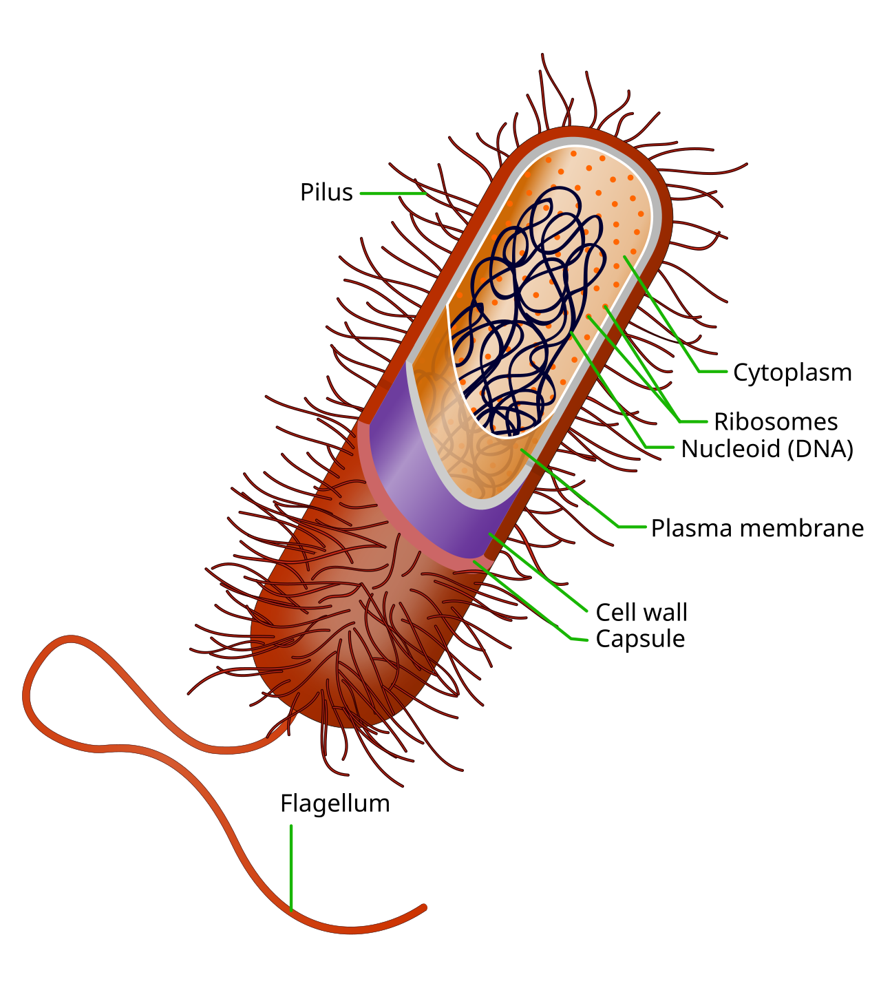 Average Bacterial Prokaryote Cell Structure