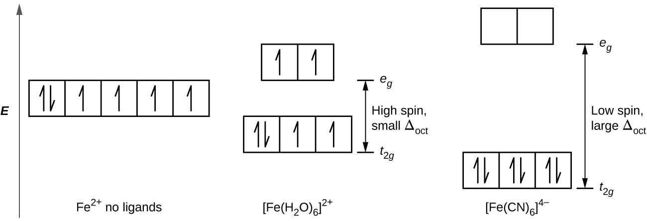 A diagram is shown with a vertical arrow pointing upward along the height of the diagram at its left side. This arrow is labeled, “E.” to the right of this arrow are several rows of squares outlined in yellow. The first row has three linked squares at the lower right side of the diagram labeled, “ F e ( C N ) subscript 6 superscript 4 negative sign.” Each square contains two half arrows, with the left half arrow pointing up and the right half arrow pointing down. A second row is positioned just above and to the left of the first, with the bottom of the squares at a height equal with the top of the squares in the first row. This group is also composed of 3 linked squares. The square to the left contains two half arrows, with the left half arrow pointing up and the right half arrow pointing down. The remaining two squares in this row only have upward pointing half arrows. At the bottom of the figure, just below this group is the label “ F e ( H subscript 2 O ) subscript 6 superscript 2 plus sign.” To the left of this row, a third row that includes 5 linked squares is positioned with the lower edge of the squares at a height equal to the tops of the squares in row two. The square to the left contains two half arrows, one up and one down. All other squares in this group contain single upward pointing arrows. At the bottom of the figure beneath this row appears the label, “F e superscript 2 plus sign no ligands.” A fourth row composed of 2 linked squares appears to the right and above the second row. The lower edge of the squares is at a height level with the top of the squares of the third row. Each of these squares contains a single upward pointing half arrow. A fifth row of 2 squares is positioned above and to the right directly above the first row with the base of the squares positioned at a level equal to the top of the previous row of squares. These squares are empty. At the right of the diagram, a short horizontal line segment is drawn just right of the lower side of the rightmost square of the first row. A double-headed arrow extends from this line segment to a second horizontal line segment directly above the first and right of the lower side of the fifth row of squares. The arrow is labeled, “Low spin, large delta subscript oct,” to the right. The lower horizontal line segment is similarly labeled, “t subscript 2 g,” and the upper line segment is labeled, “e subscript g.” To the right of the second and fourth rows, a short horizontal line segment is drawn just right of the lower side of the rightmost square of the second row. A double-headed arrow extends from this line segment to a second horizontal line segment directly above the first and right of the lower side of the fourth row of squares. The arrow is labeled, “High spin, small capital delta subscript oct,” to the right. The lower horizontal line segment is similarly labeled, “t subscript 2 g,” and the upper line segment is labeled, “e subscript g.”
