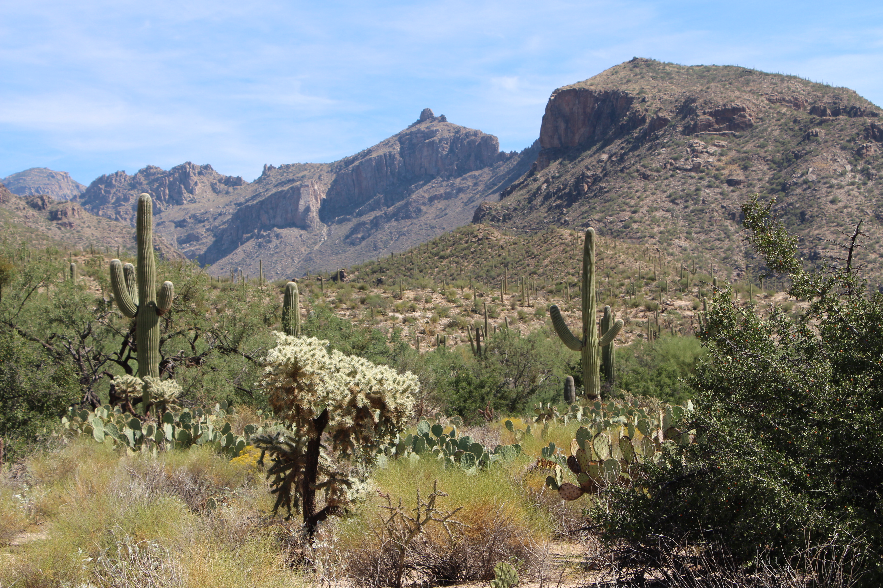 A picture of the desert area in the southwest with several cactuses within view.