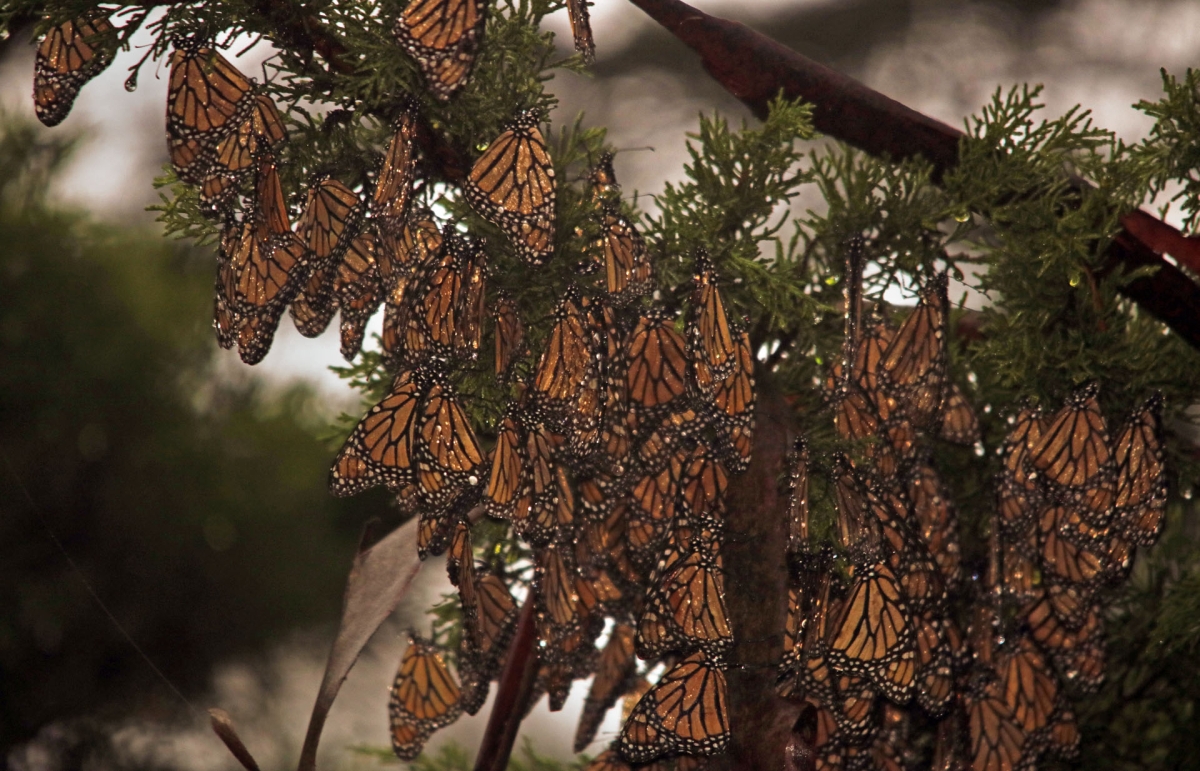 Monarchs clustered and still on a rainy day