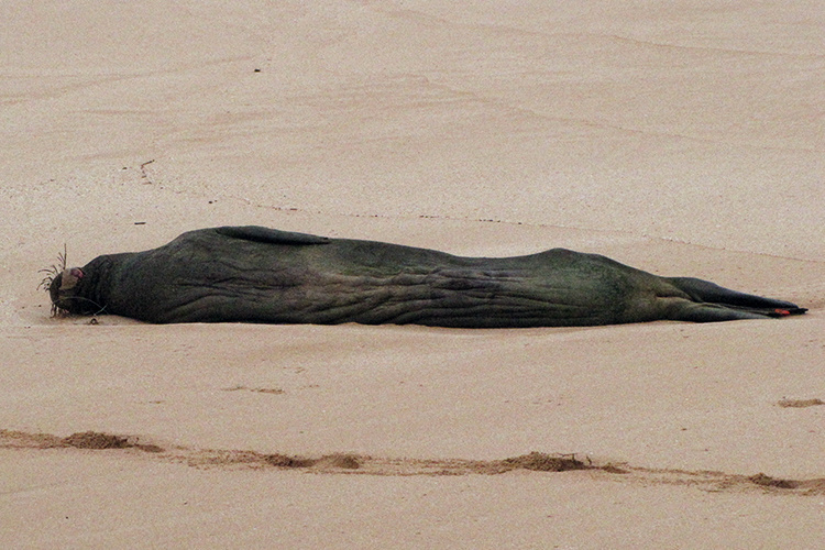 750x500-r5ay-emaciated-hooked-112012-NOAA-PIFSC.jpg