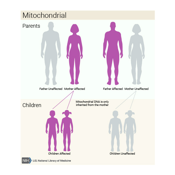 The inheritance of a mitochondrial disorder depends whether the mother or the father has the mutation in mitochondrial DNA.