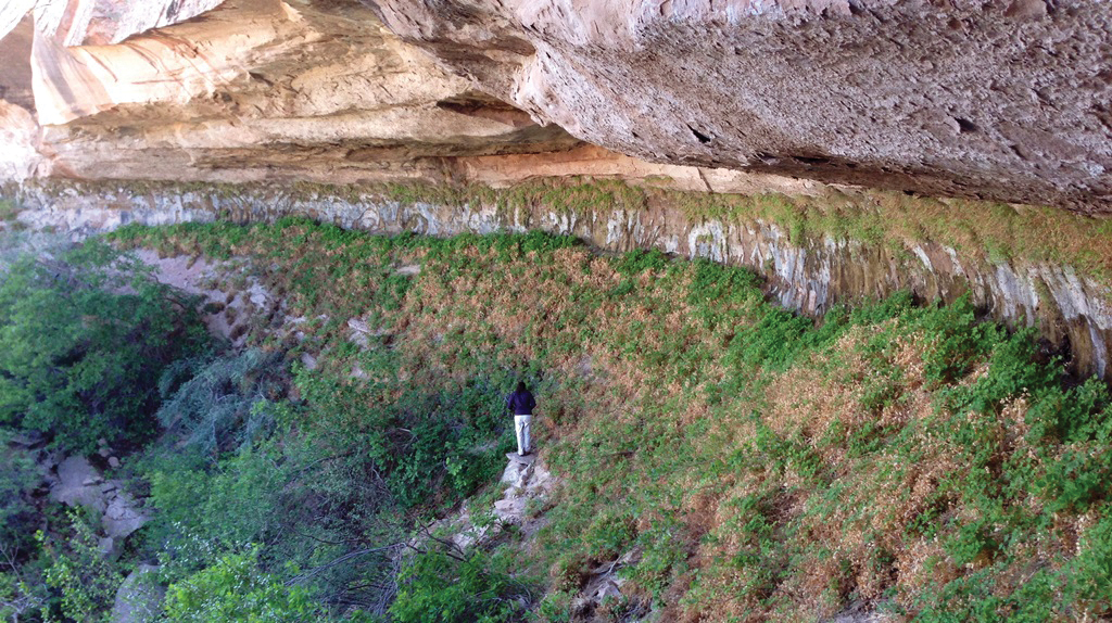 A person climbs a steep slope beneath an overhanging sandstone cliff, green plants growing on the wall and slope