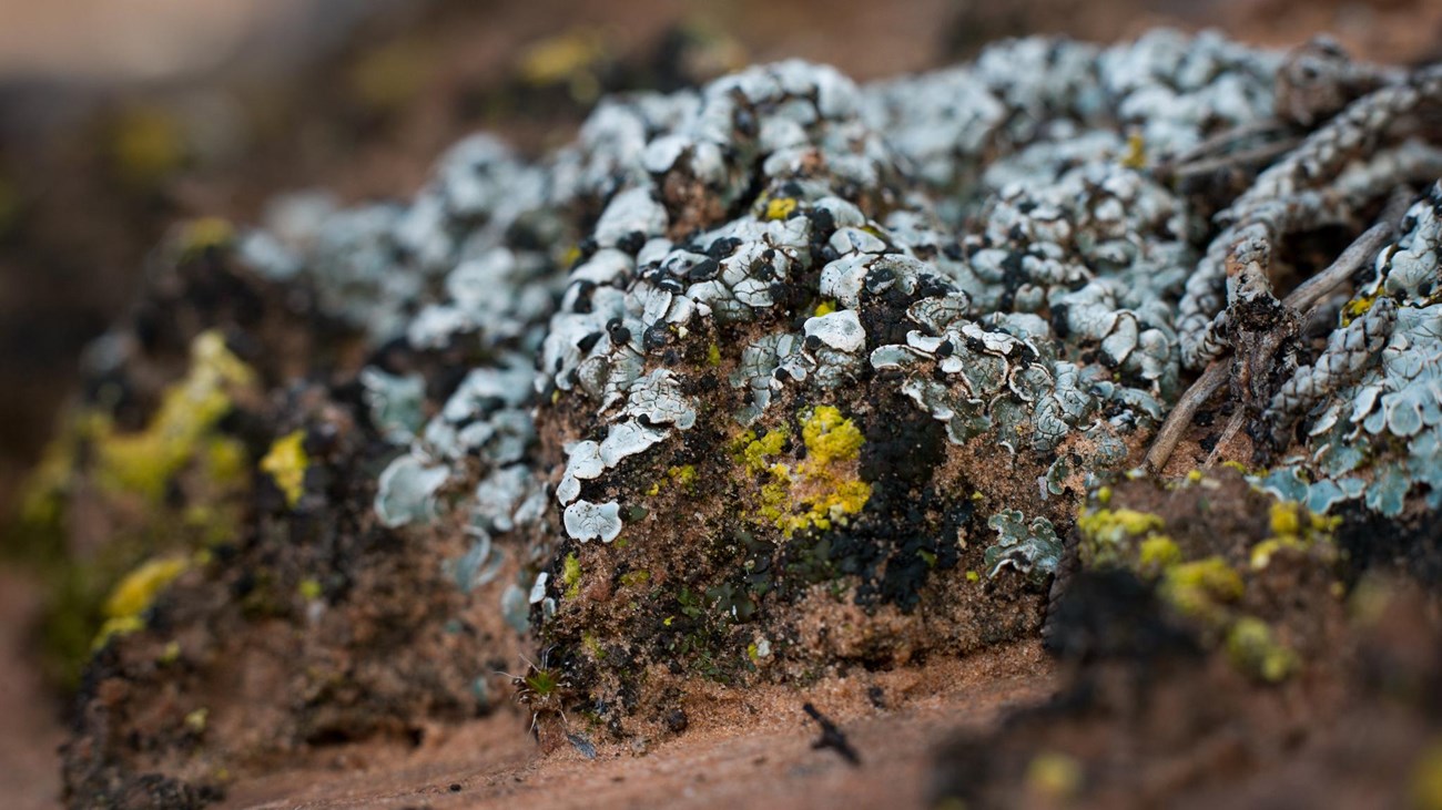 Close-up of an old soil crust covered in pale gray and yellow lichens, like a miniature landscape.