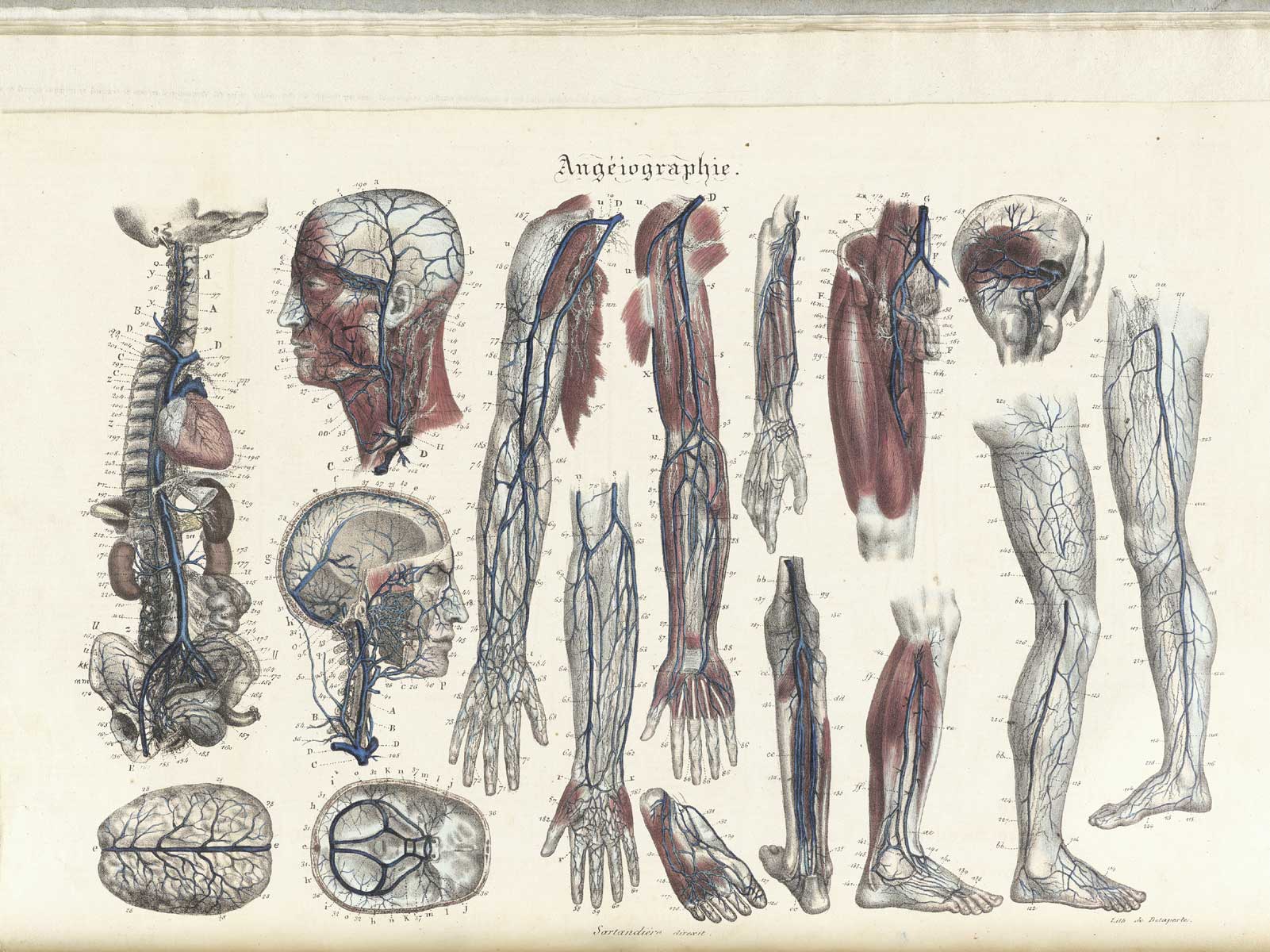 Plate 12 of Jean-Baptiste Sarlandière's Anatomie méthodique, ou Organographie humaine en tableaux synoptiques, avec figures, featuring the angeiographie or blood vessels throughout the body.