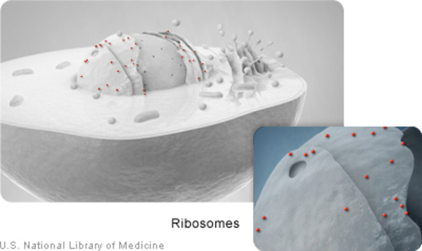 Ribosomes are cell structures near the nucleus.