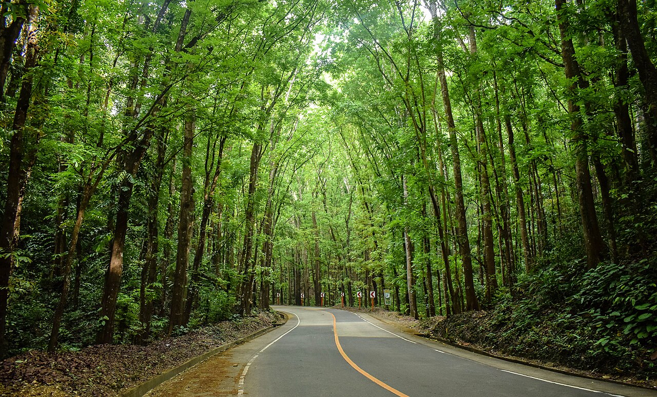 বিলার মানবসৃষ্ট বন