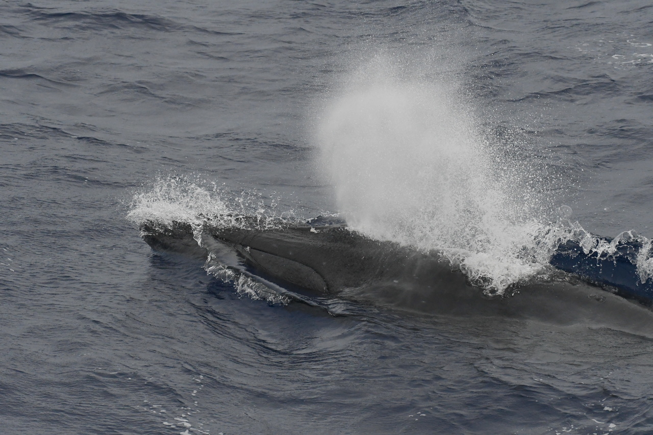 A Bryde’s whale surfacing to breathe