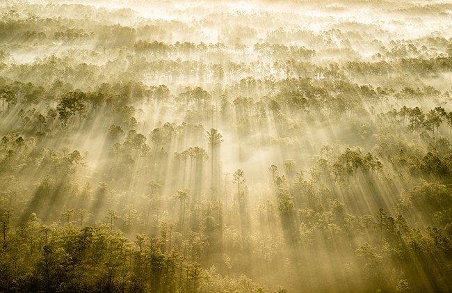 Smoke drifting between pines and cypress as the sun rises.