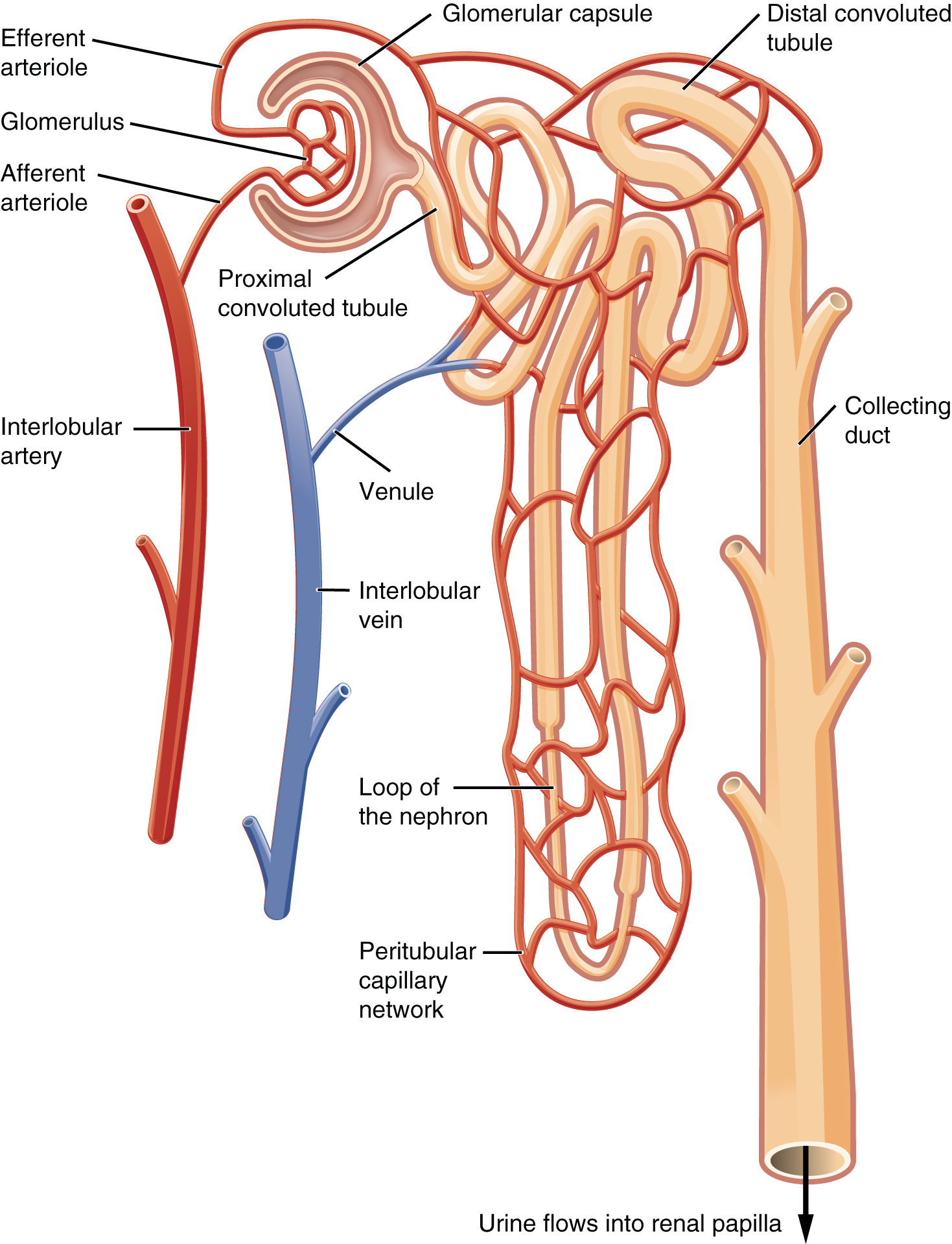 This image shows the blood vessels and the direction of blood flow in the nephron.