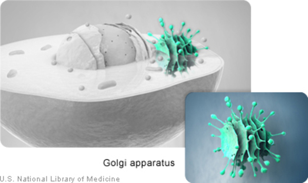 The Golgi apparatus is a structure in the cell cytoplasm.