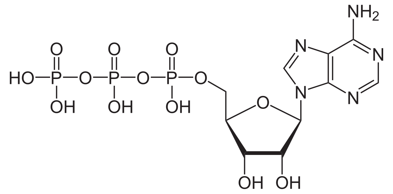 Chemical structure of ATP