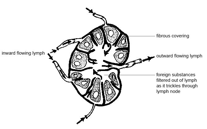 Anatomy and physiology of animals Lymph node
