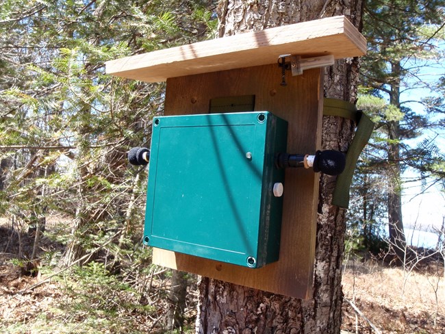 A green box on a board strapped to a tree trunk, with a small device in a clear plastic case under a narrow roof above it.