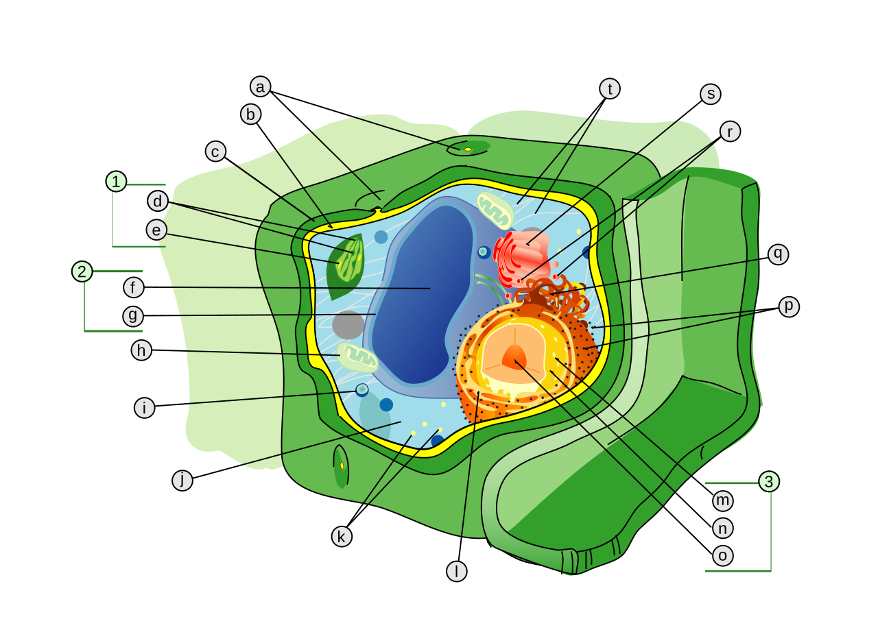 Cell Structure. Letter i corresponds to the Peroxisome
