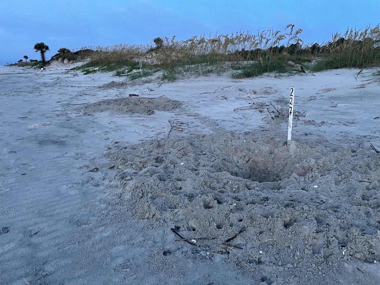 A dug-up, trampled sea turtle nest on a sandy beach.
