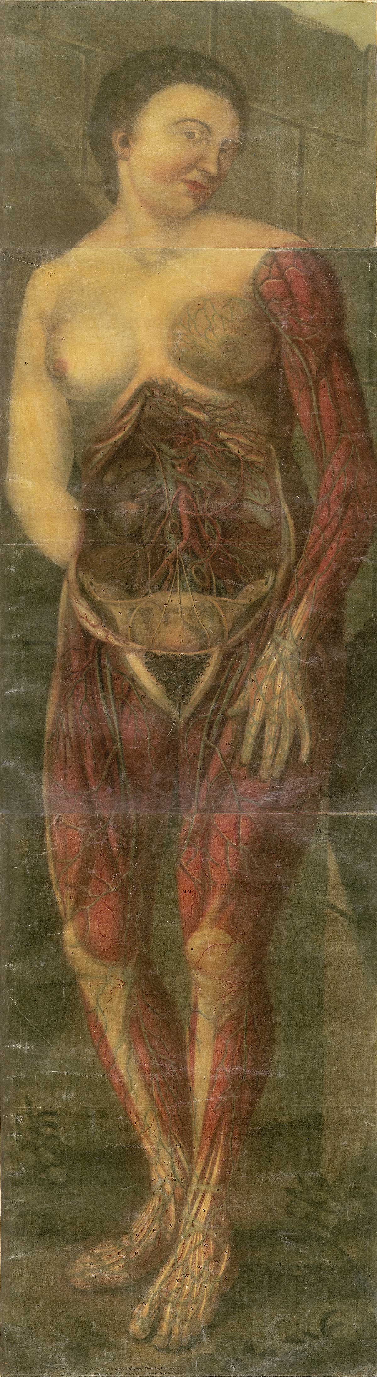 A large color print of a standing woman with the skin removed from arm, breast, abdomen and legs