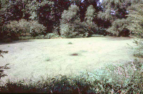 Excess algae like this can block sunlight needed by native bottom-dwelling plants, which can kill them. Excess algae results from an overproduction of organic matter, or eutrophication. Eutrophication is a condition caused by excessive amounts of nut
