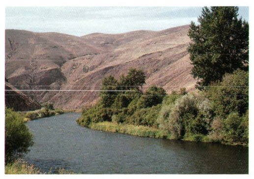 Persistence of the DDT pesticide in the Yakima River basin, Washington