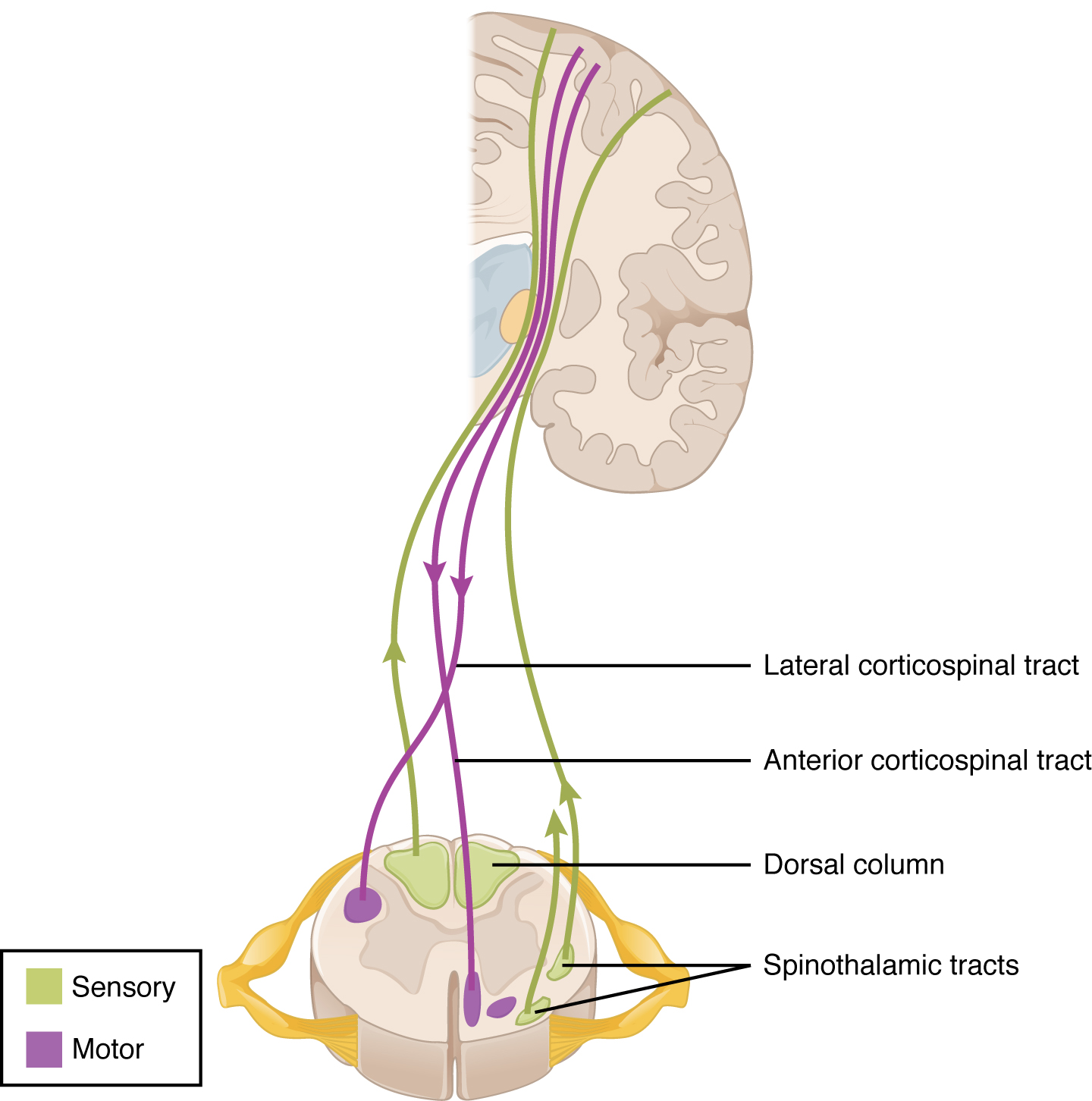 This image shows the spinal fiber tracts connecting the brain and the spinal cord.