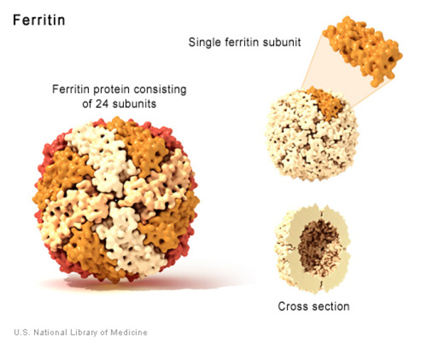 Ferritin protein consisting of 24 subunits.