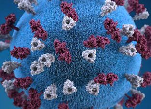 A 3D illustration of a measles virus particle: a blue sphere studded with red and white surface proteins