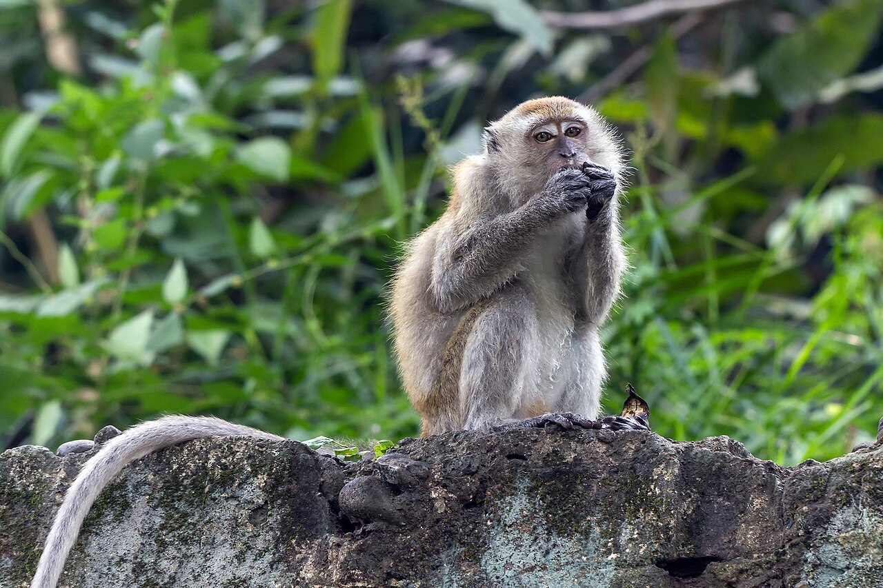 Crab-eating macaques are used extensively in scientific testing, including the controversial Lovelace study.