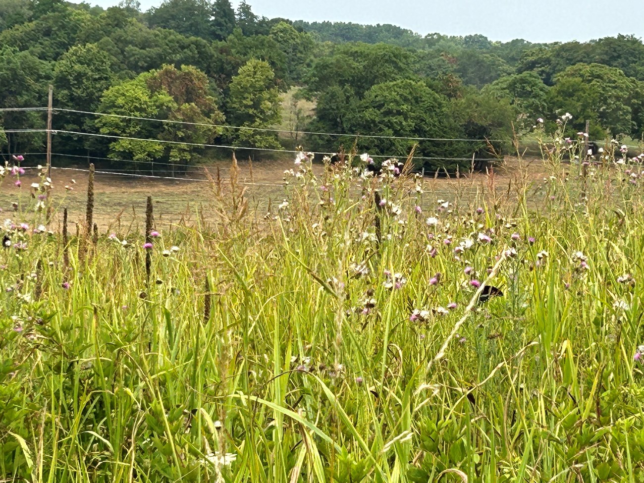 A grassland with purple thistle, white tufted flowers and brown spiky flowers among grasses.