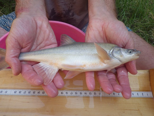 Hands holding a humpback chub over a measuring board above a bucket