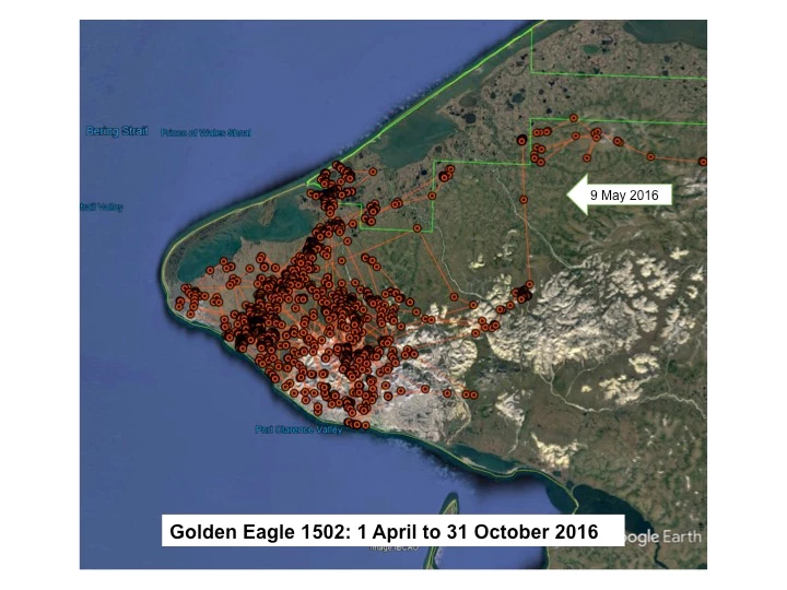 Map of Golden Eagle 1502's locations on the Seward Peninsula in 2016.