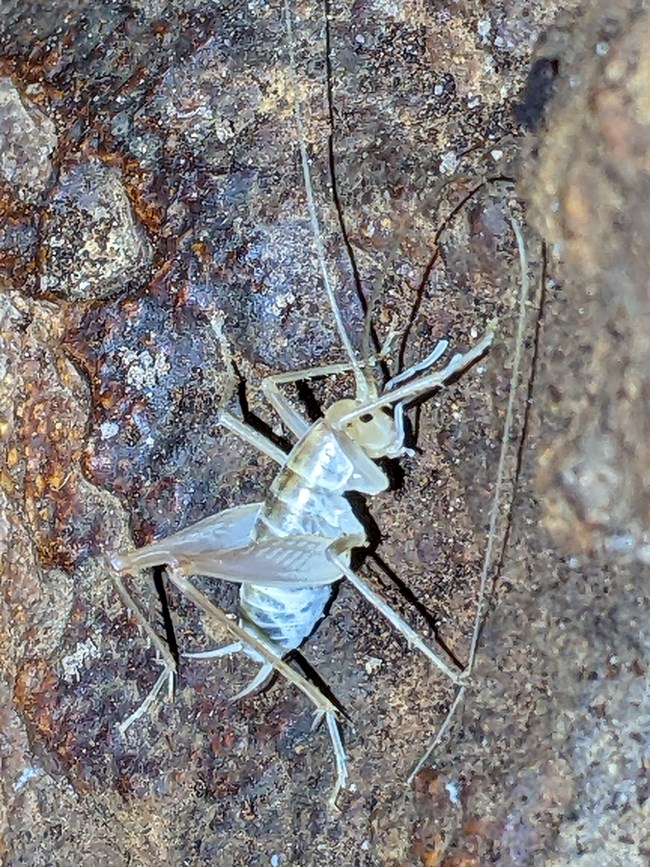A cave cricket with long antennae resting on a cave wall.