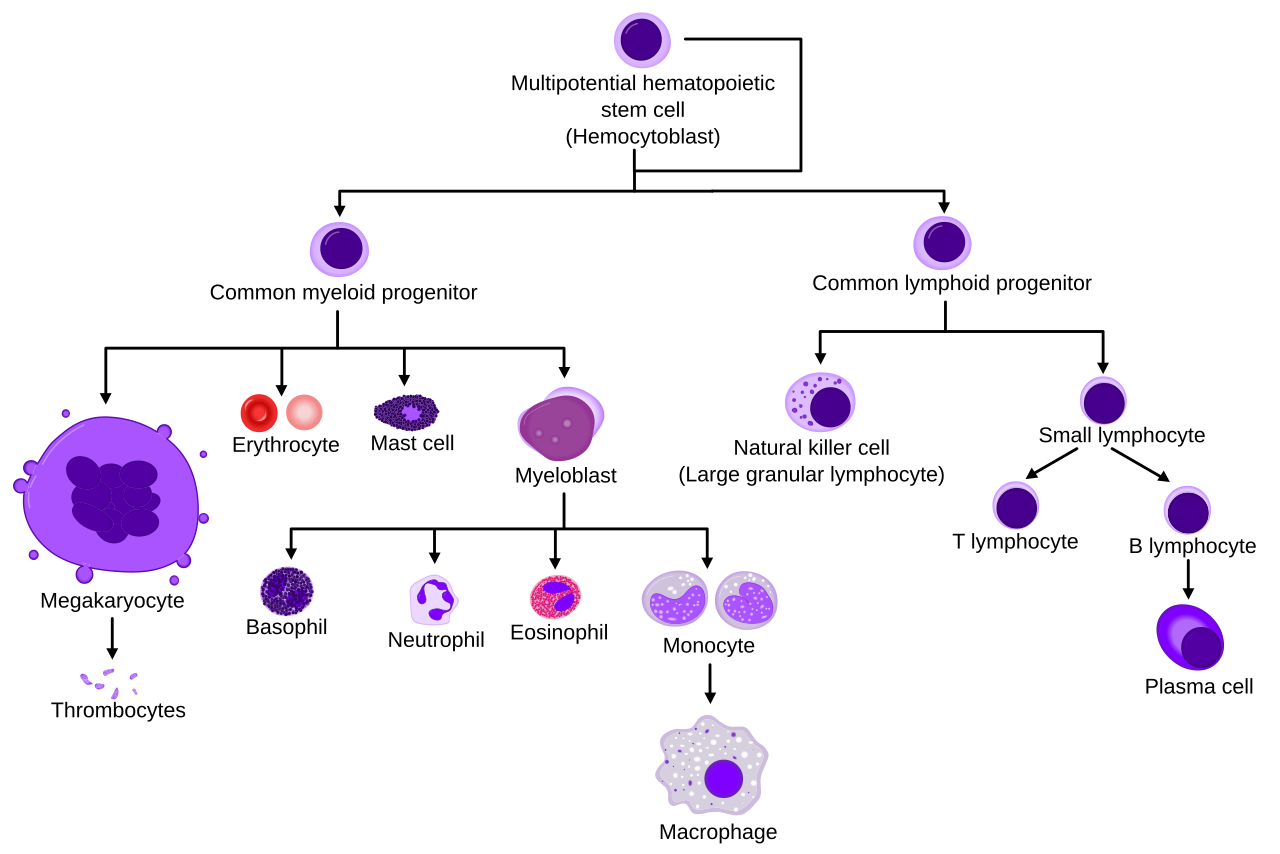 Hematopoiesis simple