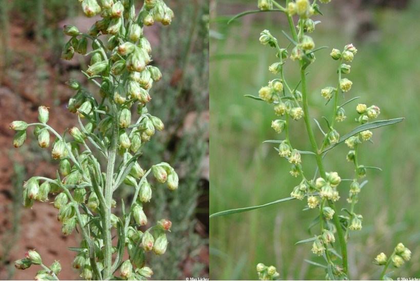 Two similar plants with long green leaves and drooping yellow-green buds