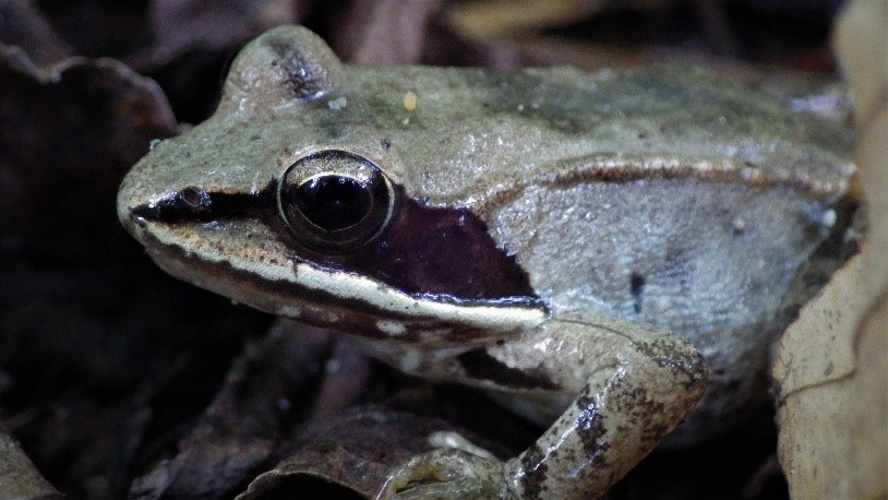 A wood frog