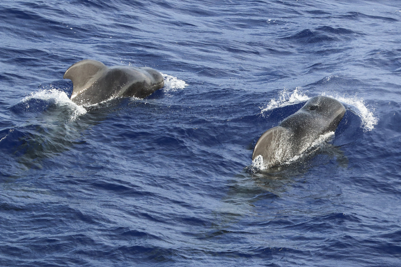 04_PilotWhales.jpg