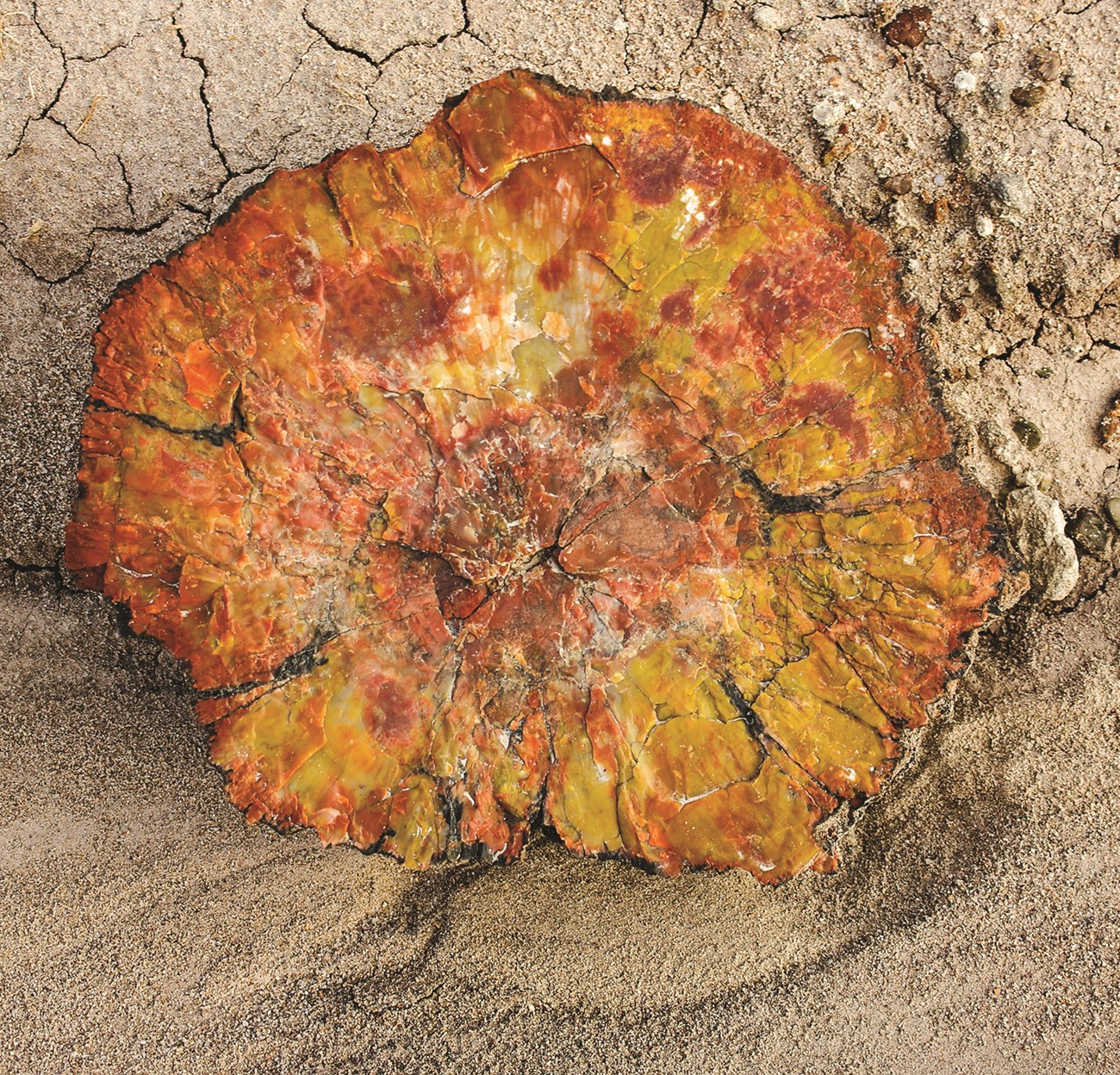 A piece of petrified wood streaked with yellow, orange and red.