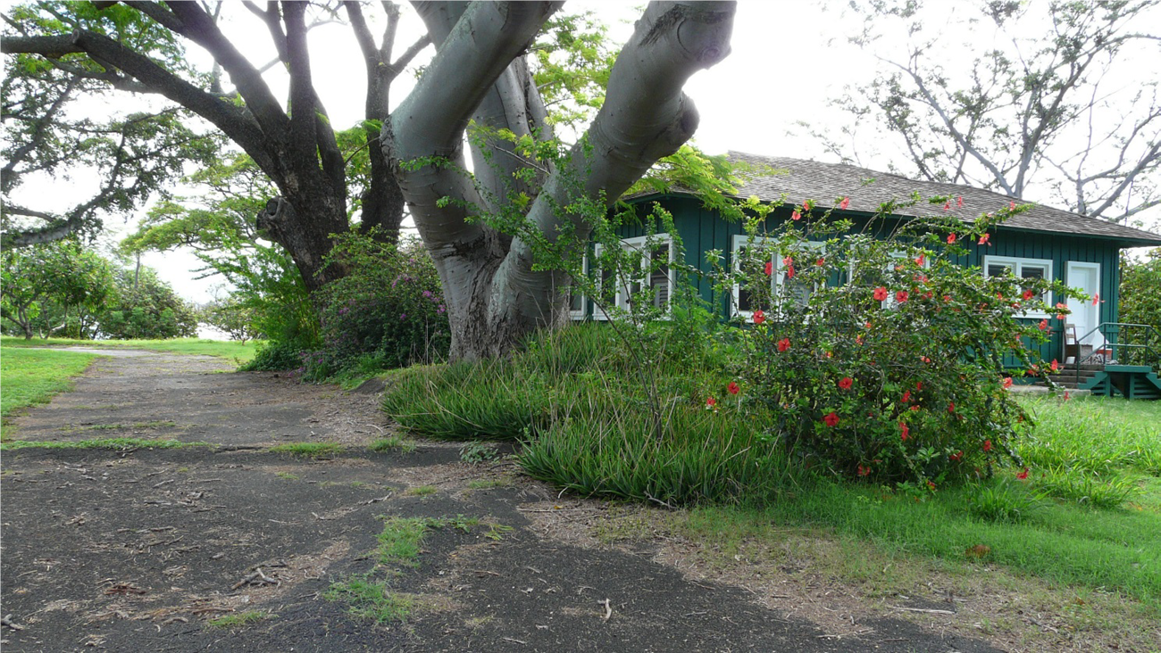 A paved walk beside a one-story bungalow, lined with tall trees, flowering shrubs and short grass