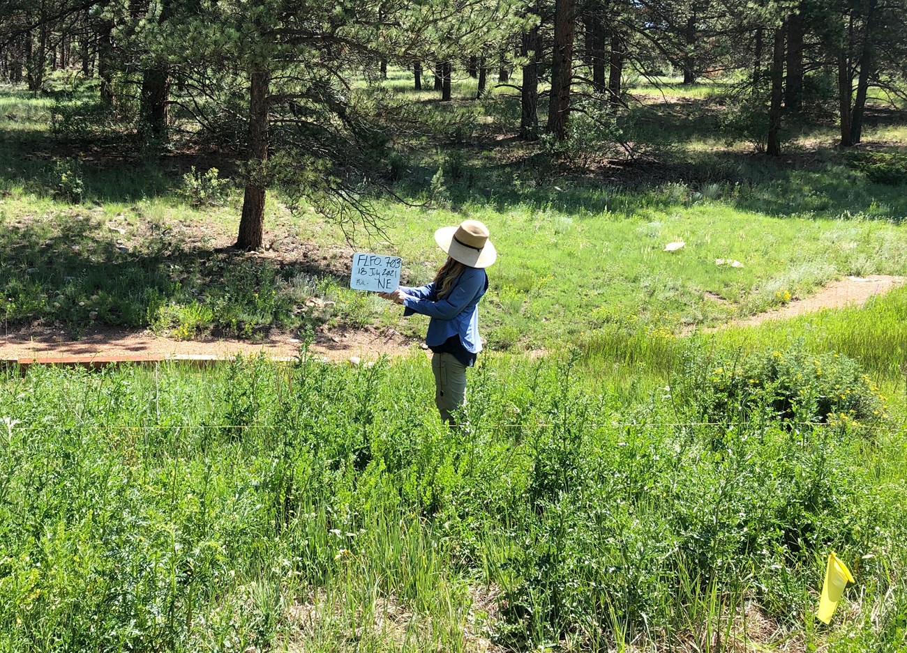 A person standing in a grassy wetland beside a foot trail