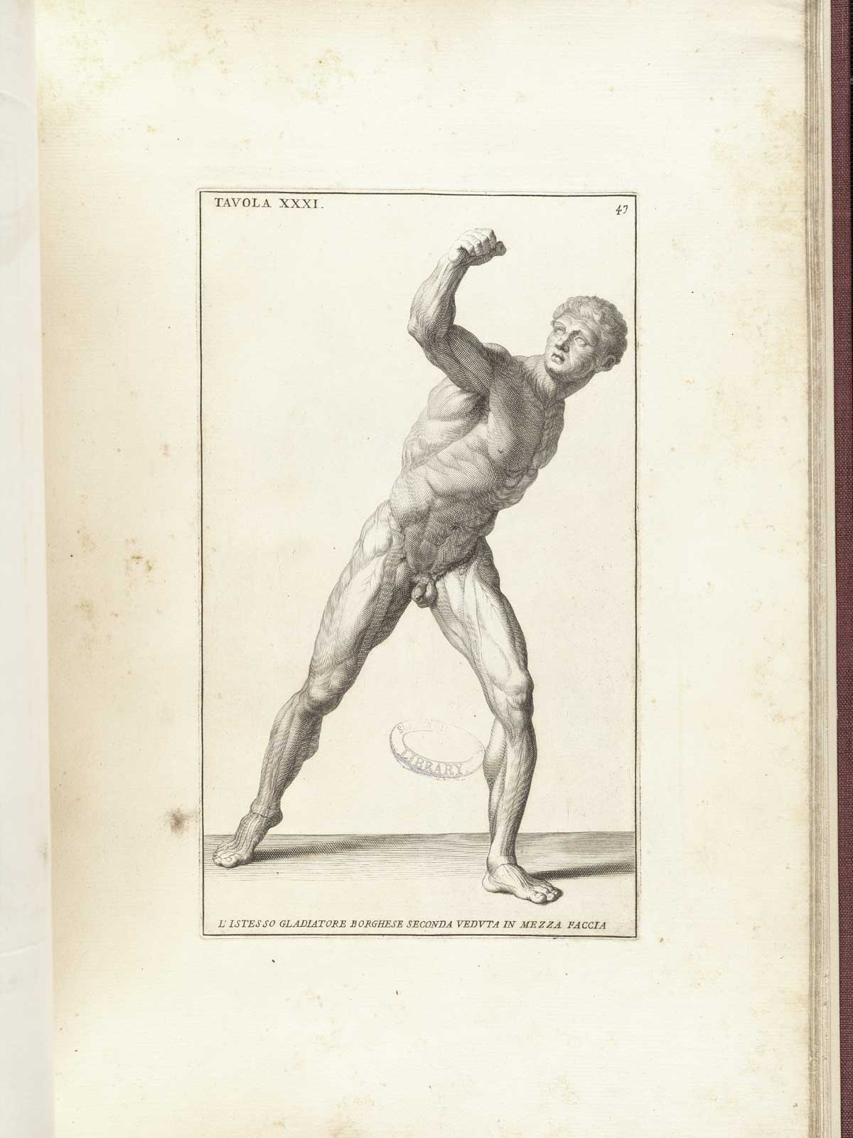 The Borghese Gladiator lunging forward, seen from the front